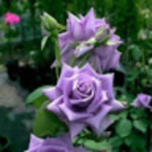 Meet your Posher, Violet